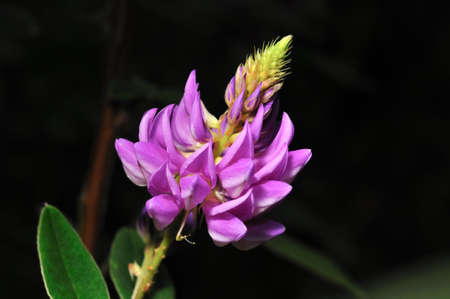 Rare flower of ChiangDao mountain, Thailandの写真素材