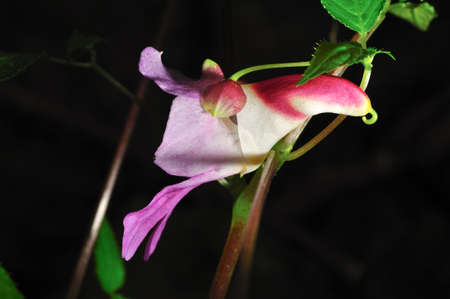 Rare flower of ChiangDao mountain, Thailandの写真素材