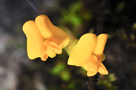 Rare flower of ChiangDao, ChiangMai, Thailand