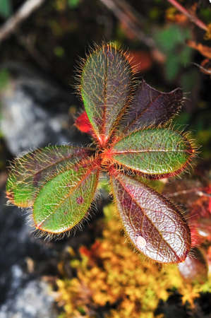 Rare flower of ChiangDao, ChiangMai, Thailandの写真素材