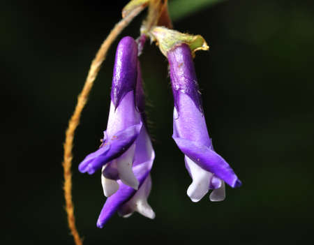Rare flower of ChiangDao, ChiangMai, Thailandの写真素材