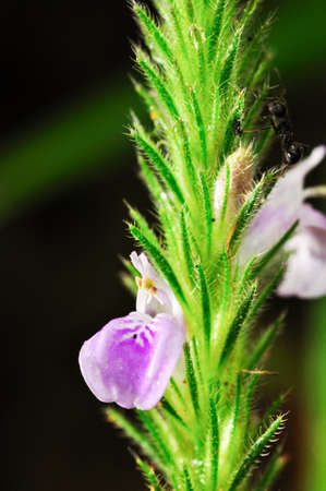 Rare flower of ChiangDao, ChiangMai, Thailandの写真素材