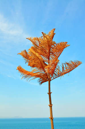 Dying pine treeの写真素材