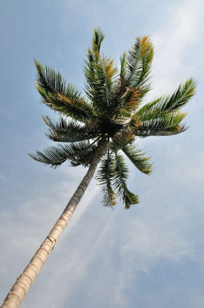 Coconut treeの写真素材