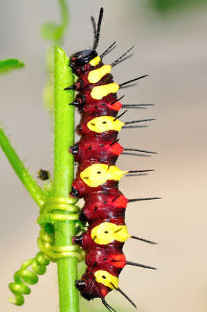 Colorful worms trimming vine stemの写真素材