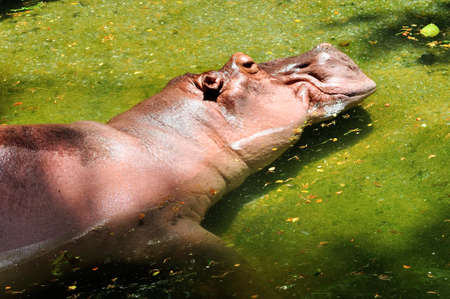 Hippo in a pondの写真素材