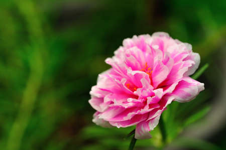 Pink pigweed flowerの写真素材