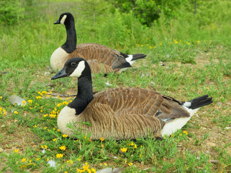 Ducks in a field of grass and yellow flowerの写真素材