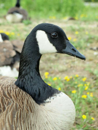 Ducks in a field of grass and yellow flower
