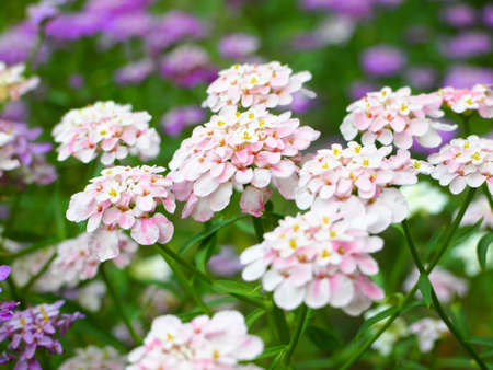Candytuft flowerの写真素材
