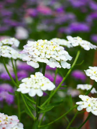 Candytuft flowerの写真素材