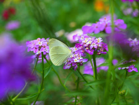Candytuft flowerの写真素材