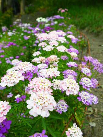 Candytuft flowerの写真素材
