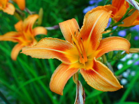 Close-up on moonflowerの写真素材