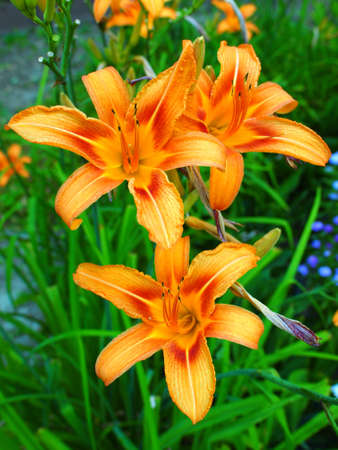 Close-up on moonflowerの写真素材