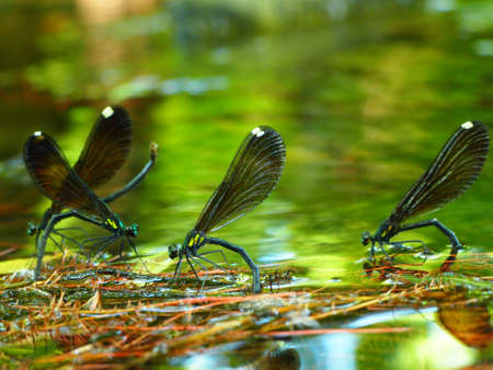 Dragonfly lays eggs in a poolの写真素材