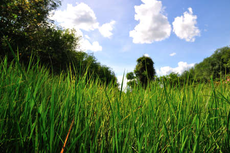 Green field of grassの写真素材