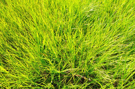 Green field of grassの写真素材