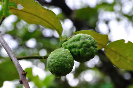 Two bergamot fruitsの写真素材