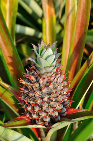 Young pineapple fruitの写真素材
