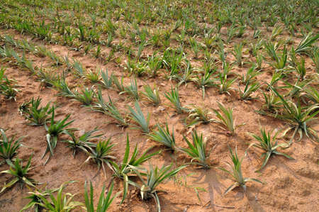 Pineapple farmの写真素材