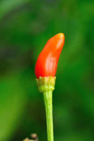 Macro of red chiliの写真素材