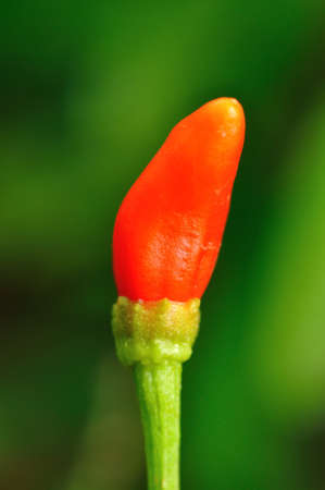 Macro of red chiliの写真素材