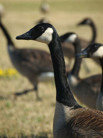 Ducks in a field of grassの写真素材