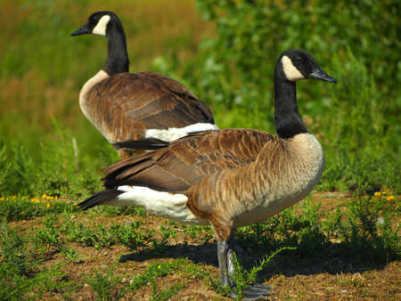 Ducks in a field of grassの写真素材