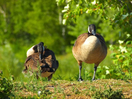 Ducks in a field of grassの写真素材
