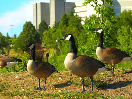 Ducks in a field of grassの写真素材