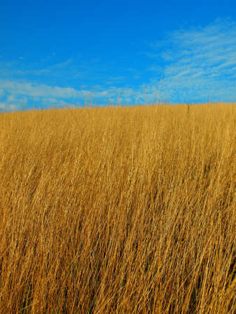 Grass field on a hill top and blue skyの写真素材
