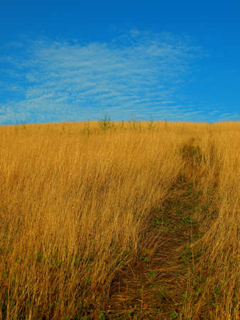 Grass field on a hill top and blue skyの写真素材
