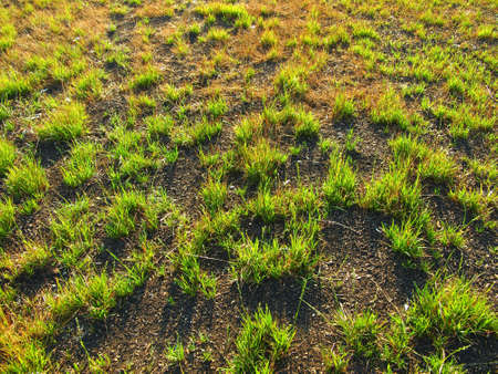  Grass field backgroundの写真素材