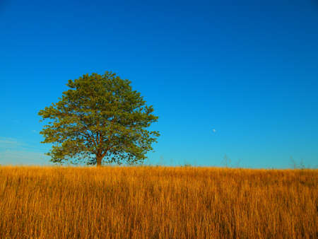 Lonely tree in blue skyの写真素材