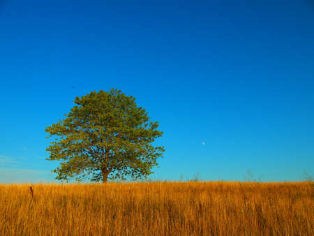 Lonely tree in blue skyの写真素材