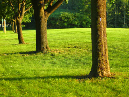Tree row in a gardenの写真素材