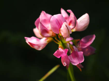 Pink flower of a weedの写真素材