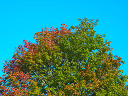 Lonely tree in blue skyの写真素材