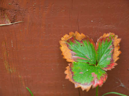 Burning leave on a wooden wallの写真素材