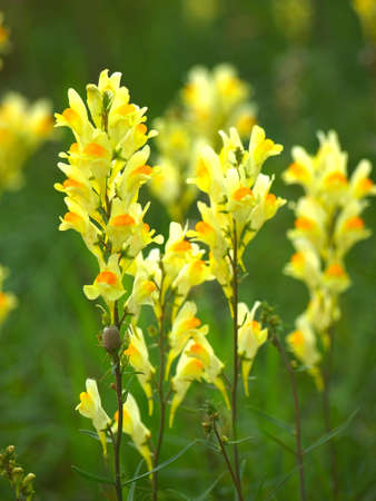 Yellow flower of a weedの写真素材