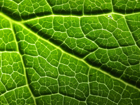Macro on leaf texture
