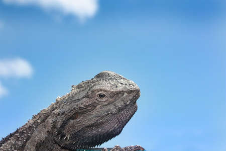 An australian bearded dragon blue skyの写真素材
