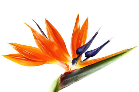 a single bird of paradise flowerの写真素材