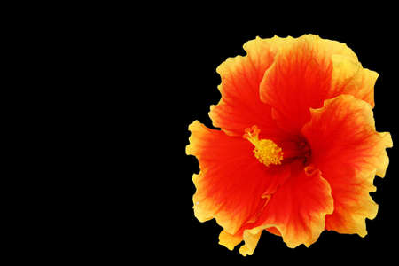 hibicus on black backgroundの写真素材