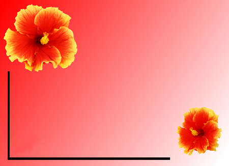 hibicus onorange backgroundの写真素材