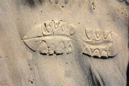 footprint in the sandの写真素材
