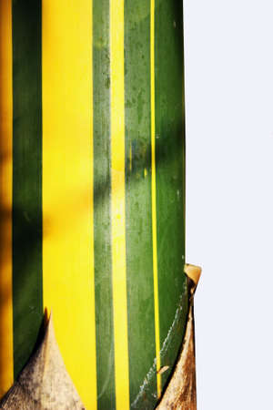 a single trunk of bamboo on white backgroundの写真素材