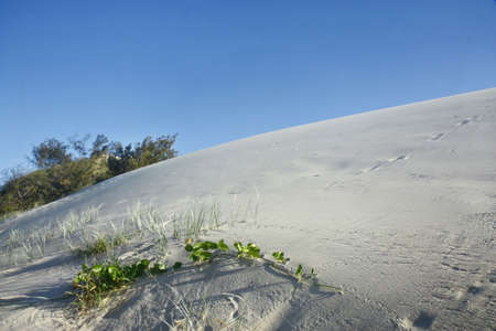 sand dunes at fraser island  in Australiaの写真素材