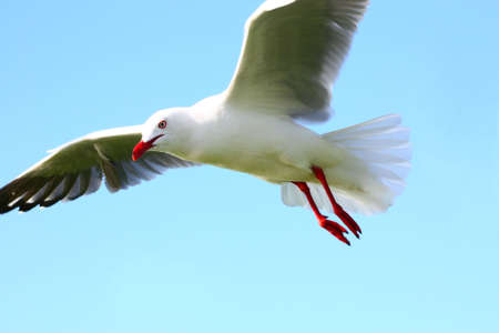 a white seagull hovering in the blue skyの写真素材